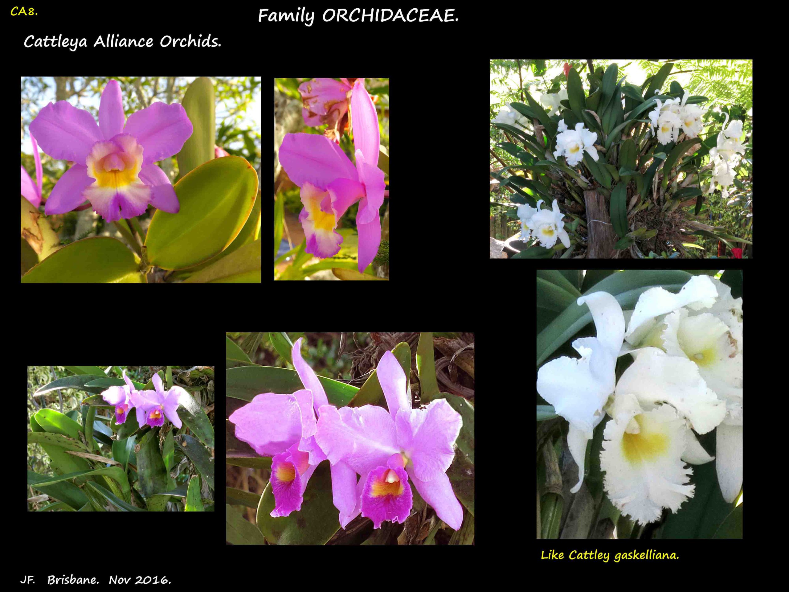 9 Cattleya Alliance flowers